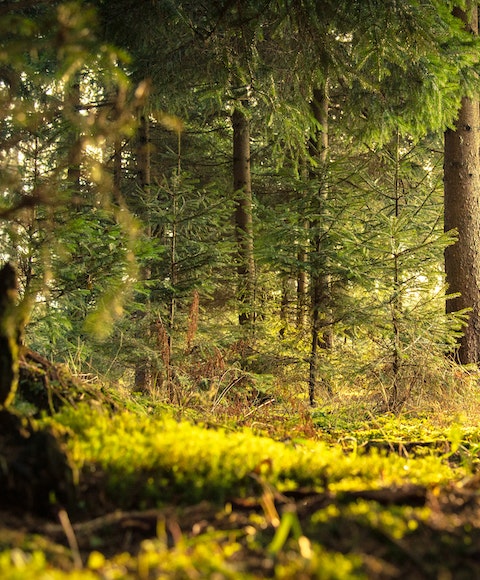 En skogsglänta i solljus